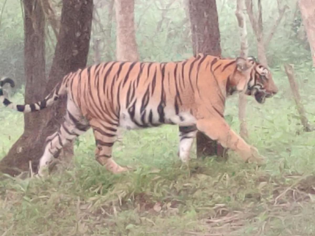 Cosmic Connect Trails Kabini Antharasanthe Exterior foto